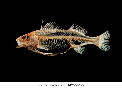 Fish skeleton isolated on black background