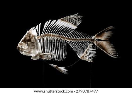 fish skeleton over black background