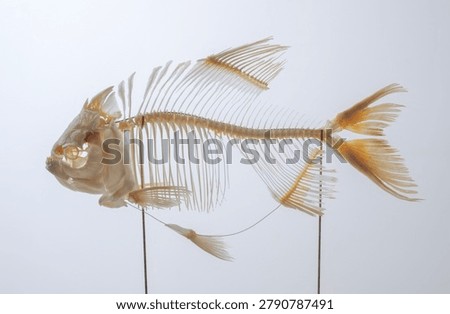 fish skeleton over white background