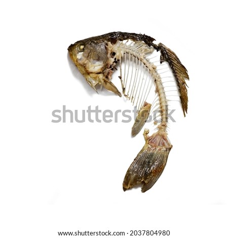 Fish skeleton that was eaten, leftovers of food. Bones crucian carp cut out on white background.