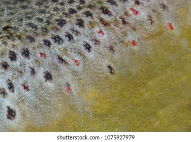 Fish Skin - Brown Trout