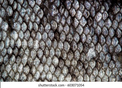 Fish Skin Scales Detailed Macro Texture Pattern (trout)