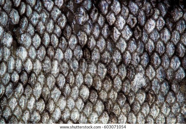 魚の皮は細かいマクロテクスチャー柄 マス を鱗で表す の写真素材 今すぐ編集