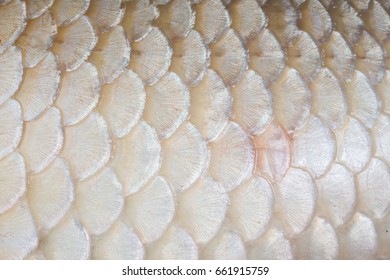 Fish Skin Texture Background 