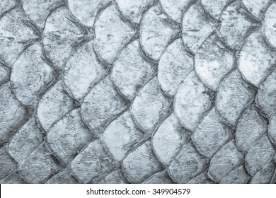 Fish Skin Texture Close-up Or Image Of Dry Scales.