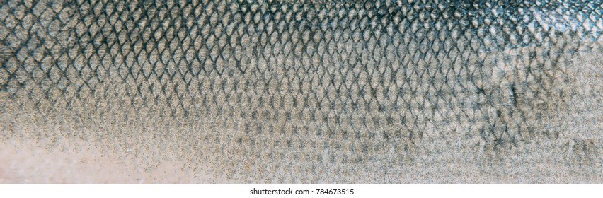 Fische Hautstruktur Muster Hintergrund. Dieses Muster ist grau und silber