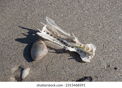 A fish skull skeleton on the sand of a beach in Brittany