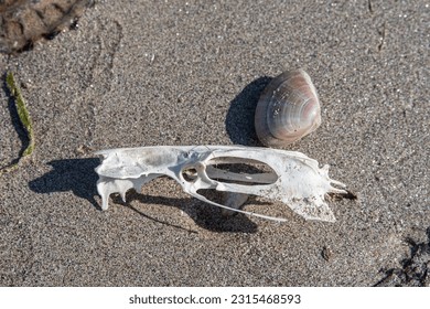 A fish skull skeleton on the sand of a beach in Brittany