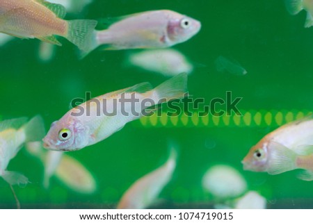 Fish spa aquarium with fishes. Doctor fish in glass fish tank. South Asia pedicure procedure. Natural health care and spa treatment. Silver fish in aquarium. Garra rufa in fishtank. Healthy skin care 