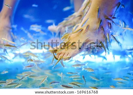 Fish Spa pedicure Rufa Garra treatment. Feet and fish in blue water