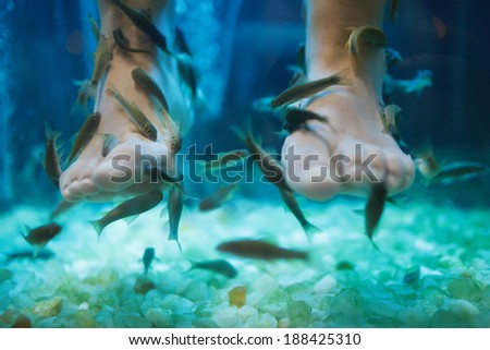 Fish spa pedicure wellness skin care treatment with the fish rufa garra, also called doctor fish, nibble fish and kangal fish