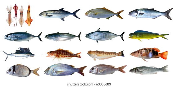 Mediterranean Fish Species Chart