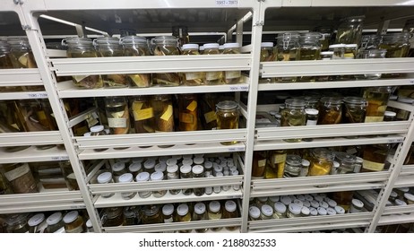 Fish Specimens In A Taxidermy Cabinet