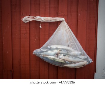 Fish in the string bag