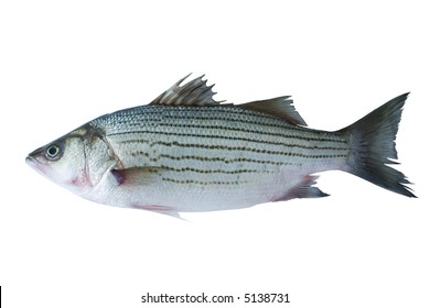 Fish (striped Sea Bass Isolated On White)