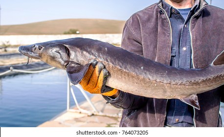 Fish Sturgeon On A Fish Farm