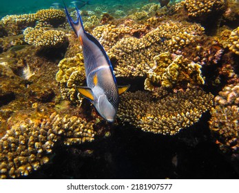 Fish Surgeon In The Coral Reef Of The Red Sea, Egypt, Sharm El Sheikh                   