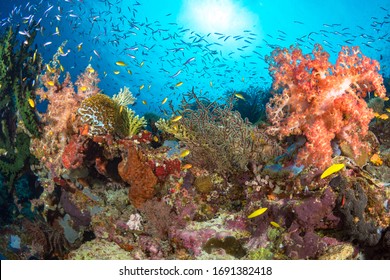 Fish swim above pristine coral reef