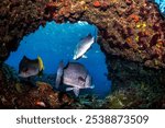 Fish swim through a coral archway on Lady Elliot Island, showcasing the thriving marine life of the Great Barrier Reef.