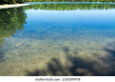 Fish Swim In Walden Pond.