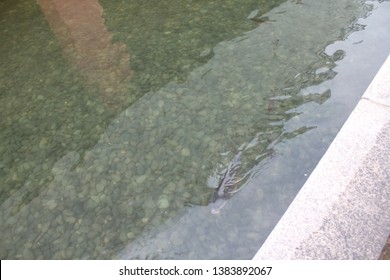 A Fish Swiming In The Water