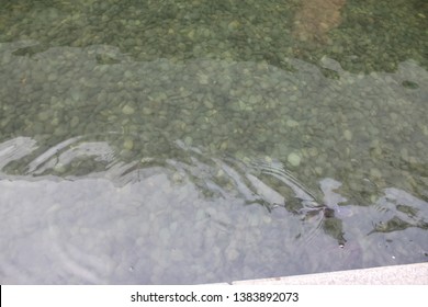 A Fish Swiming In The Water