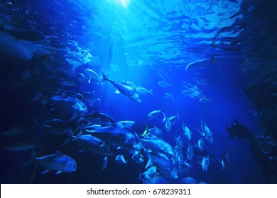  Fish Swimming Against Blue Abstract Background