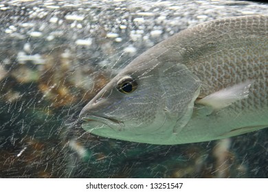 Fish Swimming Against Strong Current