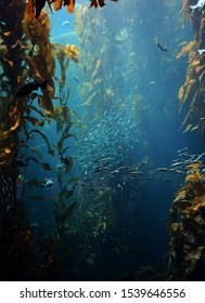 Fish Swimming Around In Kelp Forest