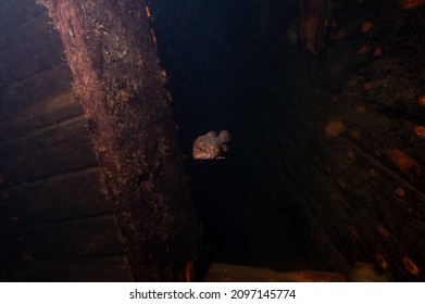 Fish Swimming Below The Deck Of A Sunken Shipwreck