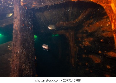 Fish Swimming Below The Deck Of A Sunken Shipwreck