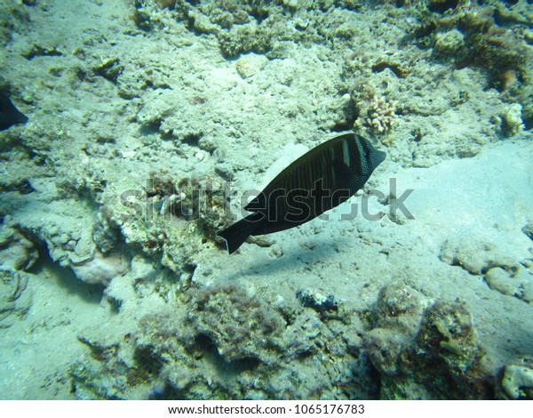 Fish Swimming Coral Reefs Naama Bay Stock Photo 1065176783 | Shutterstock