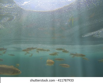 Fish Swimming In Plitvice Lake