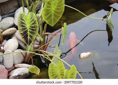 Fish Swimming In A Pond At The Sunken Gardens Park In Lincoln Nebraska