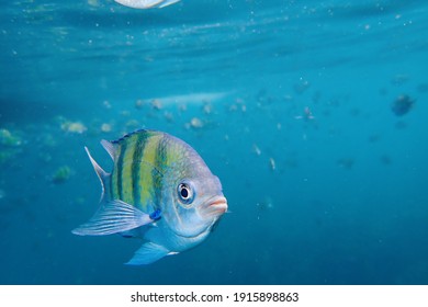 The Fish Is Swimming Under The Sea 