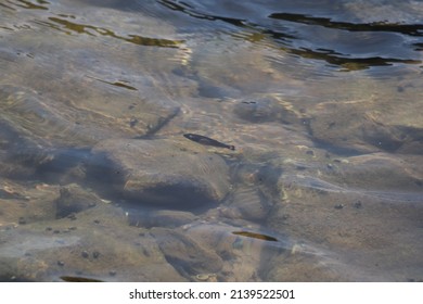 Fish Swimming In The Water Against Current