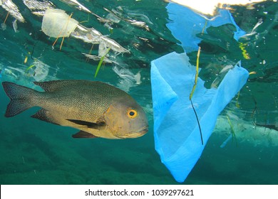 Fish Swims Among Plastic Ocean Pollution. Seafood Contamination Problem