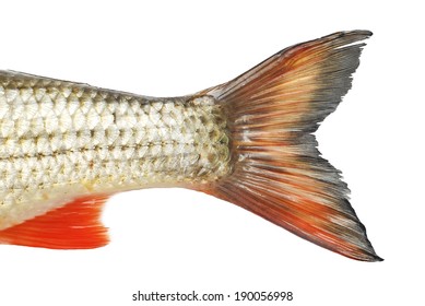 Tale fish Images, Stock Photos & Vectors | Shutterstock