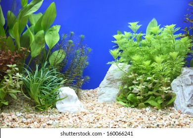 Fish Tank Decoration Images Stock Photos Vectors Shutterstock