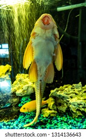 Fish Tank Aquarium Cleaning Fish Catfish Albino Plecastomus