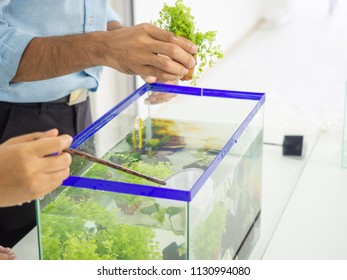 Fish Tank And Aquarium Hobbyist Concept.closeup Hand Put Plant Into Fish Tank.