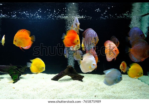 Unduh 92 Background Aquarium Discus HD Terbaik
