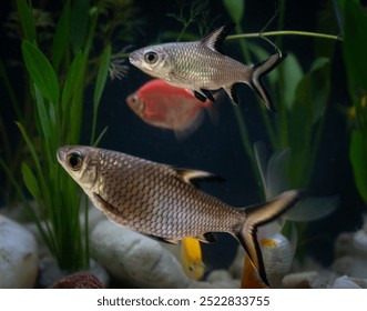 Fish tank filled with colorful fish and lush plants - Powered by Shutterstock