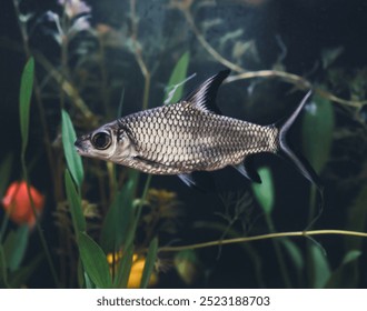 Fish tank filled with colorful fish and lush plants - Powered by Shutterstock