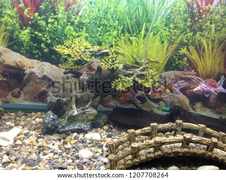 fish tank setup stock photo edit now 1207708264 shutterstock