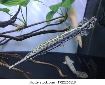 Fish Tank Tropical Spotted Gar. 