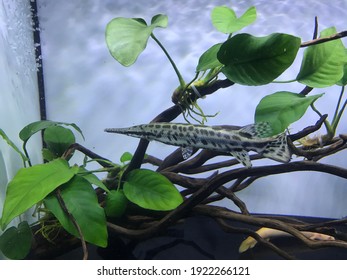 Fish Tank Tropical Spotted Gar. 