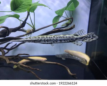 Fish Tank Tropical Spotted Gar. 