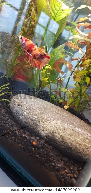 Fish Fish Tank Work Desk Stock Photo Edit Now 1467095282