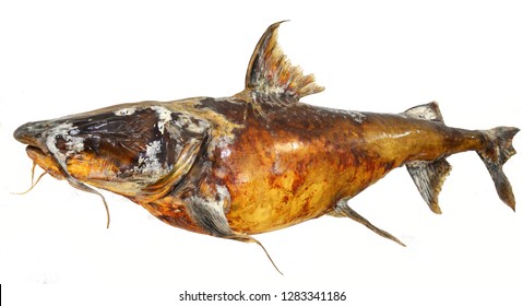 Fish Taxidermy / The Iridescent Shark, Striped Catfish Fish Taxidermy Isolated On White Background - Freshwater Fish Sutchi Catfish